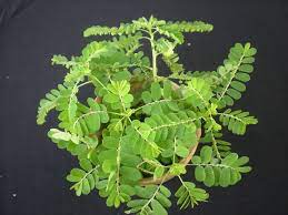 Hebatnya khasiat pokok dukung anak ni. Khasiat Daun Dukung Anak Untuk Dapatkan Zuriat Daun Tanaman Herba