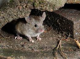 Holes and cracks in your foundation and outer walls are prime entry points, as are doorways and areas around windows, chimneys, roof vents and prevention is key to stopping mice from continuing to get inside your home. Can Mice Get Under Your House Terminix