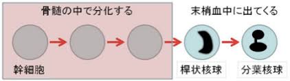 好中球の核の過分葉とは何か つねぴーblog 内科専攻医