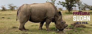 Recently deceased rhinos wild population. The World S Last Male Northern White Rhino Has Died In Kenya