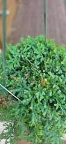 Image result for Selaginella versicolor