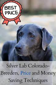 We look forward to helping you find the right puppies for adoption for your family! Silver Lab Colorado Breeders Price And Money Saving Techniques In 2021 Silver Labs Puppy Lab Silver Lab Puppies