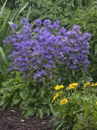 Image result for Floscopa glomerata