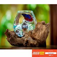 Cara pembuatan aquarium kecil untuk ikan cupang youtube cara membuat aquarium ikan cupang, aquarium cupang unik infoikan com sudah tahu penjual aquarium mini unik atau ingin. Akuarium Ikan Cupang Size M Aquascape Aquarium Unik Glasswood Potkacatiup Shopee Indonesia