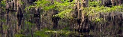 Riverbend restaurant on caddo lake. Caddo Lake Online Guide Cabins Homes Marinas Fishing More