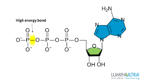 Adenosine triphosphate, also known as atp, is a molecule that carries energy within cells. What Is Atp Adenosine Triphosphate And What Does It Do