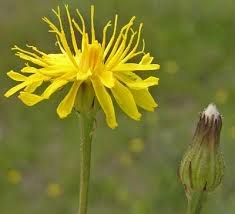 Image result for Crepis
