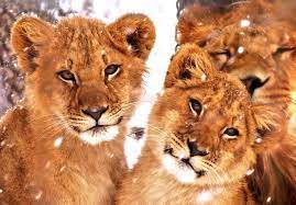 Lion Trine By Houndofthenight Animals Beautiful Animals Wild Wild Cats