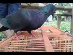 Kamu berada di persimpangan jalan dan kamu tidak mengerti dengan baik siapa diri kamu dan apa tujuan hidup kamu. Burung Hitam Bang Miko Youtube