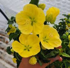 Image result for Abutilon sp.no.2