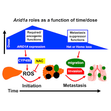 Read on for more information on liver cancer symptoms, causes and treatment. Arid1a Has Context Dependent Oncogenic And Tumor Suppressor Functions In Liver Cancer Sciencedirect