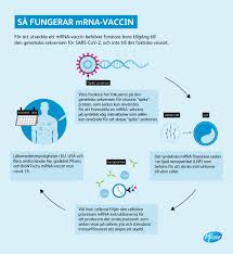 Om allt går enligt plan kan vaccinering då inledas i sverige redan i mellandagarna. Fakta Om Pfizers Och Biontechs Vaccin Mot Covid 19 Pfizer Se