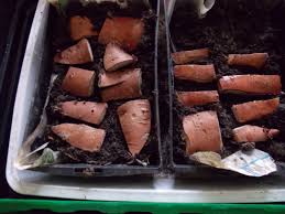 Vous avez acheté une bouture comment la multiplier. Comment Produire Des Plants De Patates Douces Soi Meme