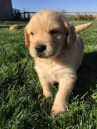 Golden retriever puppies idaho for sale. Idaho Golden Retrievers Home Facebook