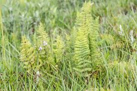 Image result for Thelypteris confluens
