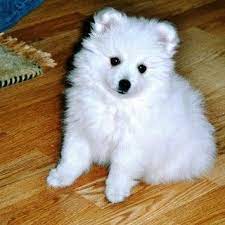 Japanese Spitz Dog Breed Puppies Cute Dogs Dog Breeds Cute Animals