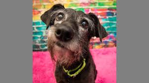 Retired not rescued greyhound adoption gladstone, mo 64118 phone: Unleashed Pet Rescue Has Schnauzer Mix Up For Adoption The Kansas City Star