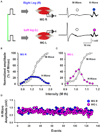Hoffmann's sign or reflex | upper motor neuron lesion. Frontiers The Complexity Of H Wave Amplitude Fluctuations And Their Bilateral Cross Covariance Are Modified According To The Previous Fitness History Of Young Subjects Under Track Training Human Neuroscience