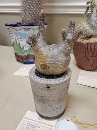 Held by three local cactus and succulent societies, the intercity cactus and succulent show drew hundreds of aficionados of these plants to los © 2019 los angeles county arboretum and botanic garden • 626.821.3222 • 301 north baldwin ave, arcadia, ca 91007 • website design by kirk projects. 2019 Colorado Cactus And Succulent Show Album On Imgur