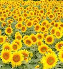 Bunga matahari, bunga yang umumnya berwarna kuning cantik, bentuknya bundar dan berukuran besar. 140 Flowers Ideas Flowers Flowers Photography Bunga Tulip