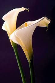 Calas Calla Lily Flowers Photography Arum Lily