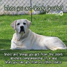 21 Quotes That Will Change The Way You Think About Labradors Labrador Funny Dog Quotes Labrador Retriever