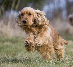 Golden Cocker Retriever Golden Retriever Cocker Spaniel Mix Info Temperament Puppies Pictures