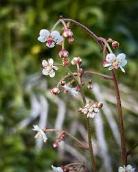 Image result for Jasminum streptopus