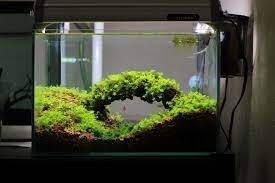 This tank is ideal if you have limited space in your home since it takes up minimal floor space and will fit neatly into a corner or alcove, making this aquarium the ideal option for apartment dwellers. Nano Bridge Scape Aquarium Aquascape Nano Aquarium