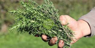 Kekik Yaginin Cilde Faydalari Herbs Rosemary Health Benefits Spices And Herbs