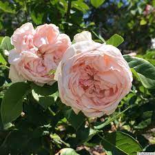 First Crush Rose Photos Rose Unusual Flowers