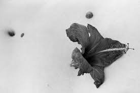 Bildergebnis für Genc Kadriu