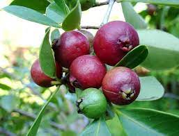 Fruit trees > bush foods australia > finger lime a delicate rainforest tree that naturally occurs as an understorey tree in se queensland and northern nsw australia. Tropical Fruit Trees Tropical Fruit Trees Successfuly Grown In Sydney Wollongong Newcastle Fruit Fruit Trees Edible Plants