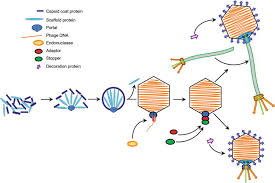 The cloning vector may be dna taken from a virus, the cell of a higher organism, or it may be the plasmid of a bacterium. Bacteriophages Their Structural Organisation And Function Intechopen