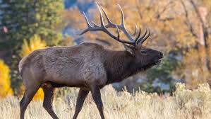 Elk Yellowstone National Park U S National Park Service