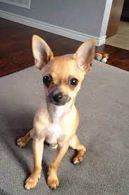 Join millions of people using oodle to find puppies for adoption, dog and puppy listings, and other pets adoption. Short Haired Chihuahua Puppies For Sale Off 59 Www Usushimd Com