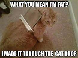 Cat Got Stuck In The Cat Door And Managed To Get Away Kind Of Funny Cat Pictures Funny Cats Funny Cat Memes