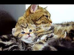 Consult with your veterinarian to determine the best course of treatment. Mom Cat Talking To Her Meowing Cute Kitten Youtube