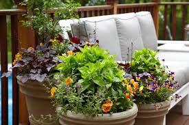 Best flowers for pots in winter. Winter Container Plants Houzz Uk