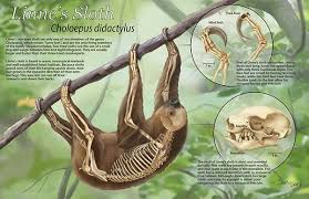 Image Result For Sloth Anatomy Sloth Two Toed Sloth Animal Photo