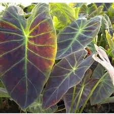 Image result for Colocasia