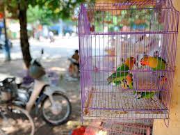 Tips For Maintaining A Clean Bird Cage
