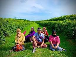 Check spelling or type a new query. Ladang Teh Lemon Myrtle Sekinchan Love Kuala Selangor Facebook