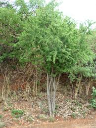 Image result for Gymnosporia glaucophylla