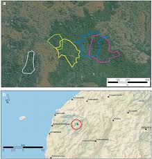 Image result for Erythroxylum platycladum