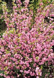 It is invasive in some. Prunus Triloba Flowering Almond Shrub I Like Flowering Shrubs For Anchoring A Garden Area Especially Clo Flowering Bushes Flowering Trees Flowering Shrubs