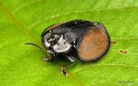 They also eat other species of beetles if they are small enough. Tortoise Beetle Stolas Flavomarginata Cassidinae Tortoise Beetle Beetle Tortoise