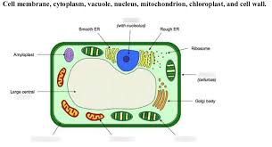 Different cells in the body like the cells on the skin and red blood cells are continuously replaced by mitosis. Plant Cell Picture Diagram Quizlet