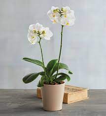 We did not find results for: 3 White Phalaenopsis Orchid Harry David