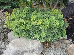 Ginkgo Biloba Mariken Whitman In Salem Plants Ornamental Plants Weird Plants
